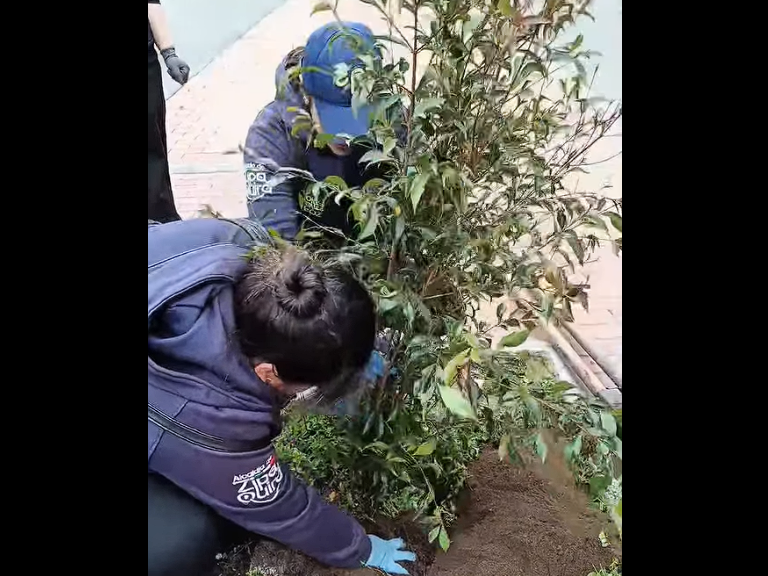 Reemplazo y |reforestación| embellecen la |avenida 15| + Video