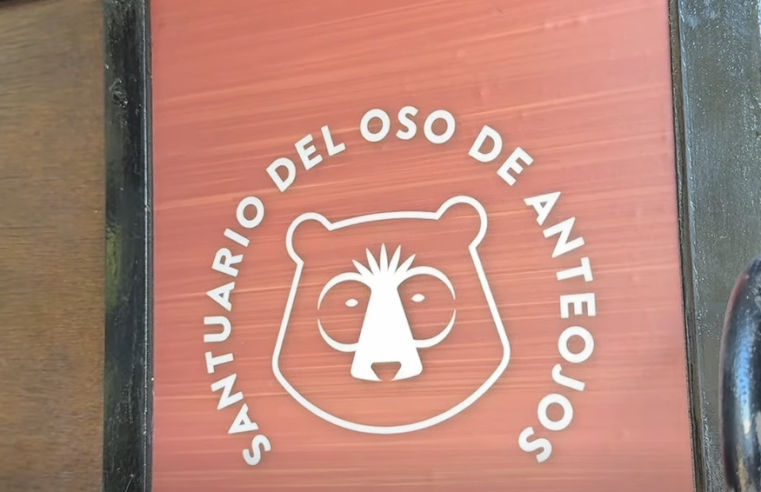 |Colombia| avanza en un hito histórico para la conservación del |oso andino|
