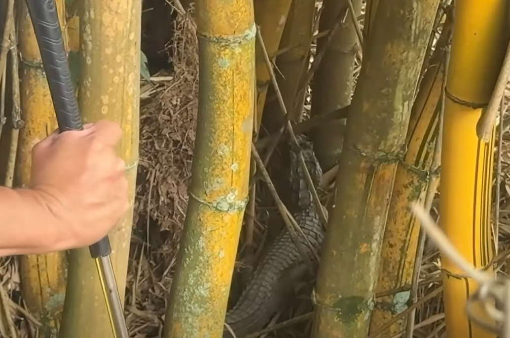 Rescatan |fauna silvestre| en |Pacho| y avanza su proceso de rehabilitación + Video