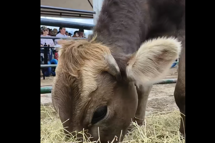 |Zipaquirá| fortalece el |sector ganadero| y lechero con apoyo a asociaciones rurales + Video