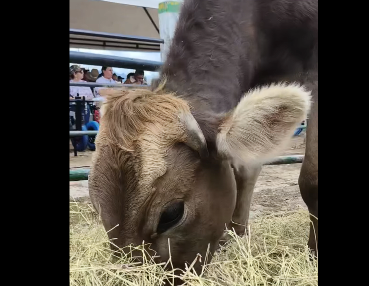 |Zipaquirá| fortalece el |sector ganadero| y lechero con apoyo a asociaciones rurales + Video