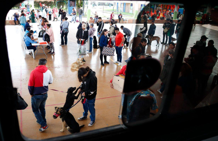 Más de 500 esterilizaciones fortalecen el |bienestar animal| durante el año