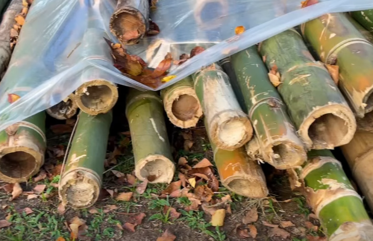 Incautan 100 varas de |guadua| transportadas ilegalmente en la vía |Fusagasugá|–|Arbeláez| + Video