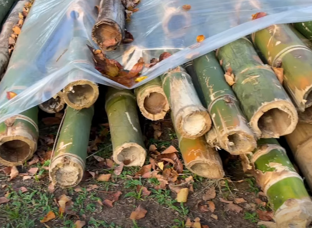 Incautan 100 varas de |guadua| transportadas ilegalmente en la vía |Fusagasugá|–|Arbeláez| + Video