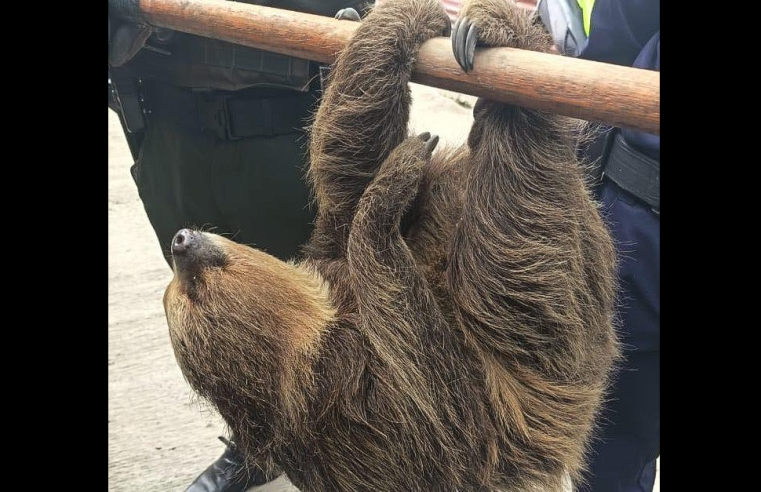 |Perezosa| embarazada fue rescatada y reubicada en su |hábitat natural|