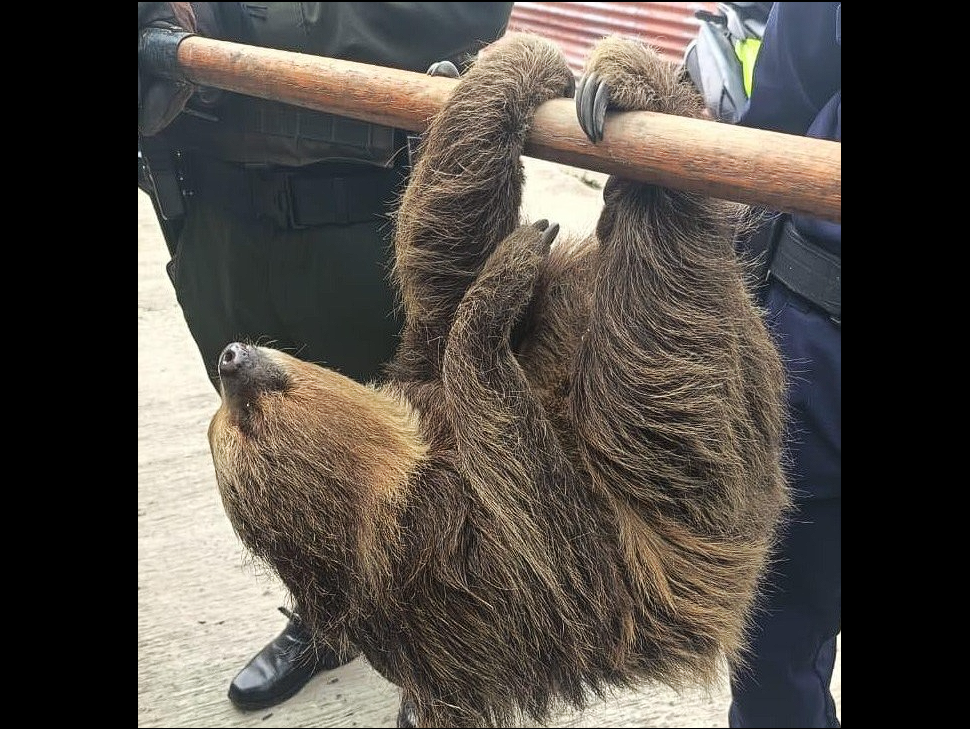 |Perezosa| embarazada fue rescatada y reubicada en su |hábitat natural|