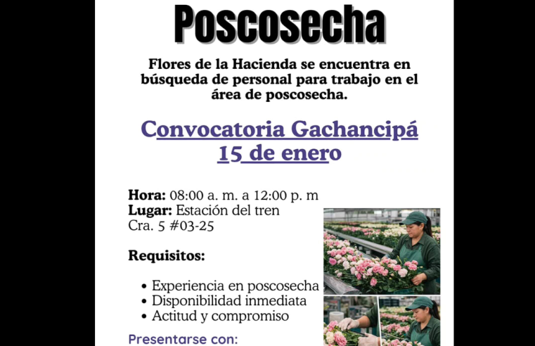 Gran |convocatoria laboral| para el sector floricultor en |Gachancipá|