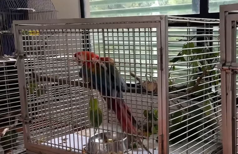 Más de 870 |animales silvestres| recibieron atención en el CAV de |Tocaima| durante 2025 + Video