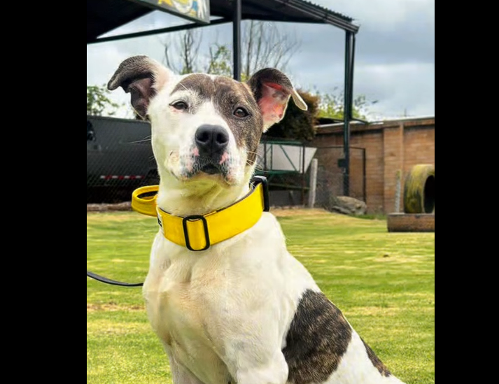 |Jornada de adopción| invita a encontrar el amor ideal en |Parque La Estación| + Video