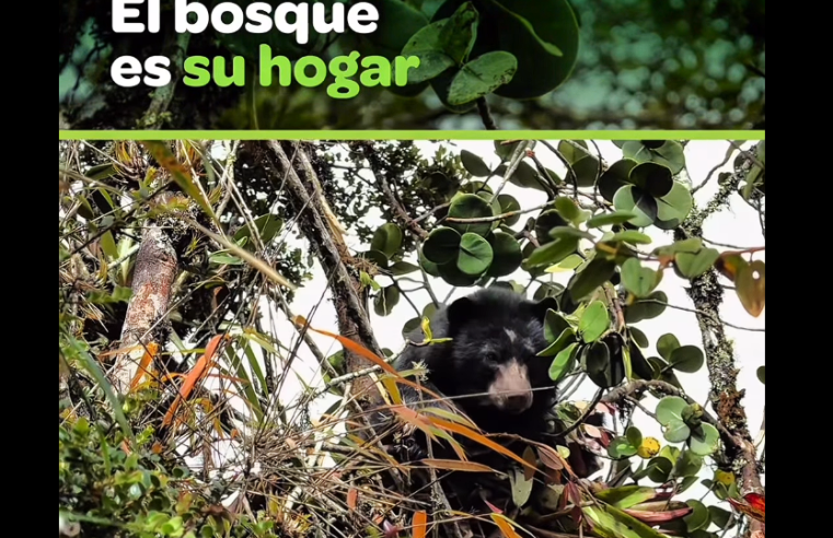 La protección del |oso de anteojos|, una responsabilidad compartida + Video