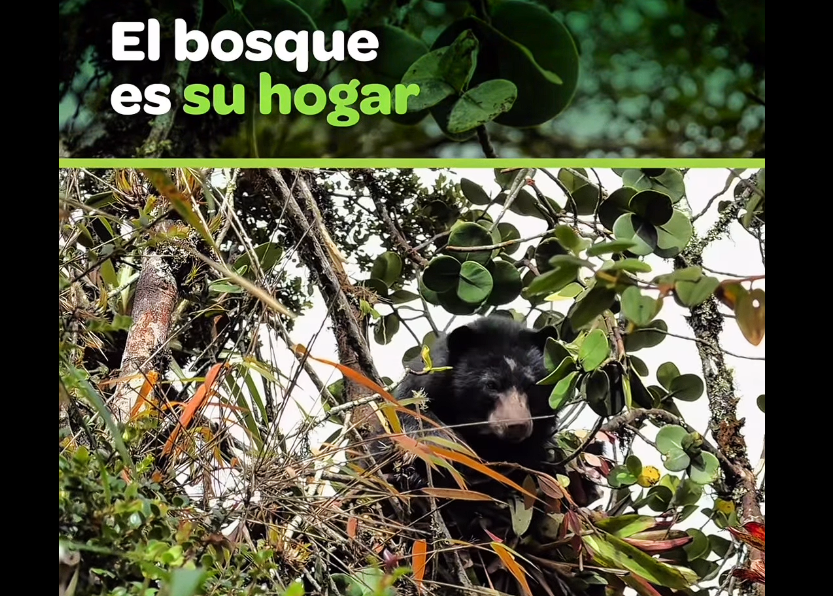 La protección del |oso de anteojos|, una responsabilidad compartida + Video