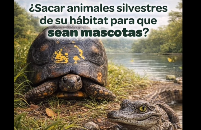 Los |animales silvestres| no son |mascotas|: autoridades atienden caso de tenencia ilegal de |fauna| + Video