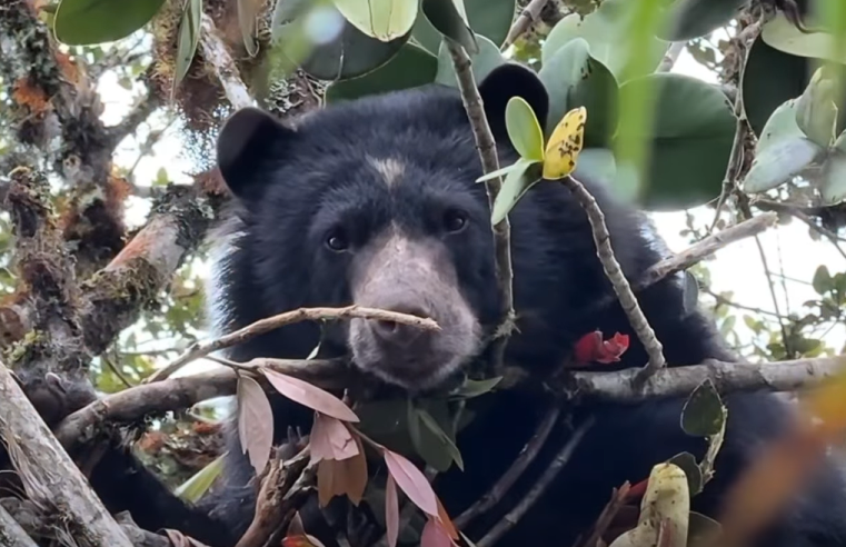 |Villapinzón| lidera pacto regional para la protección del |oso andino| + Video
