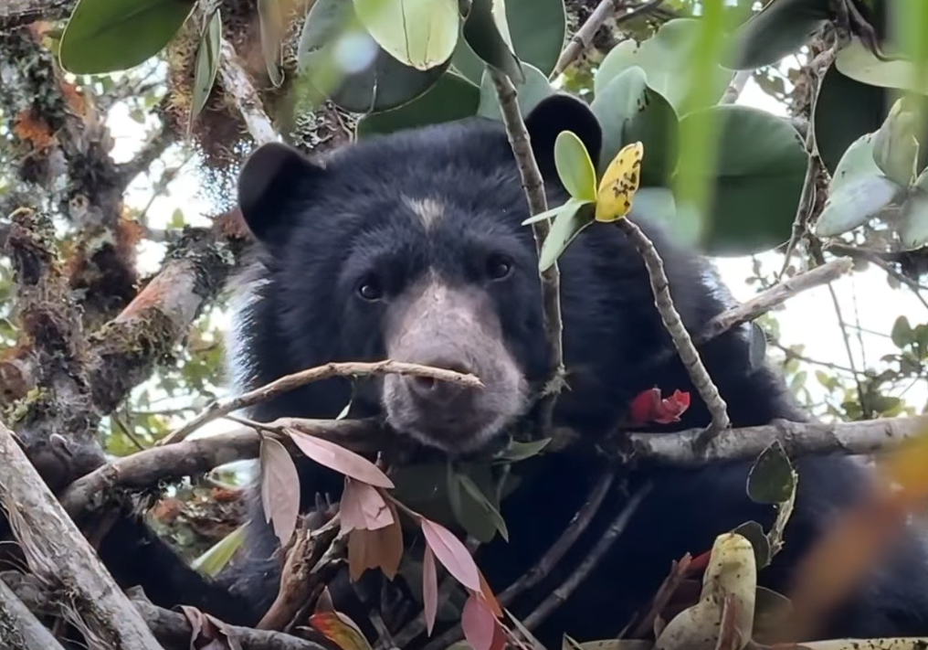 |Villapinzón| lidera pacto regional para la protección del |oso andino| + Video