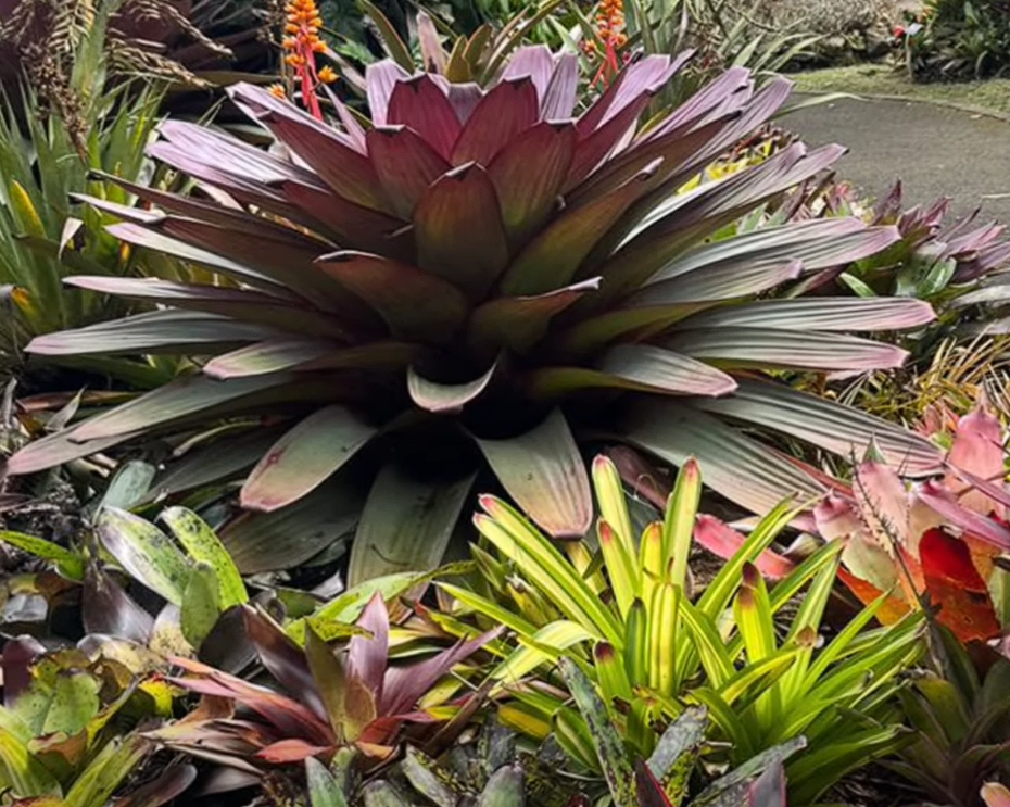 Cooperación internacional fortalece la conservación de la |biodiversidad|