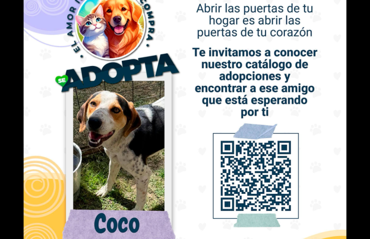 Perritos en |adopción| buscan un hogar lleno de amor en |Cajicá|