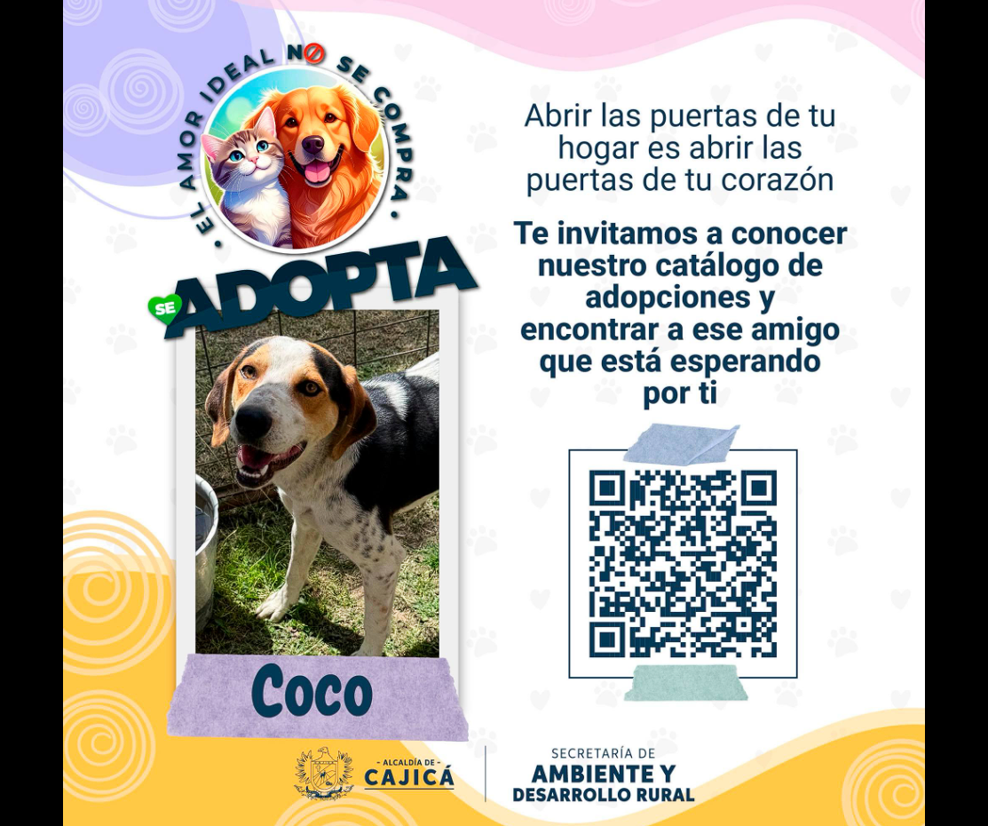 Perritos en |adopción| buscan un hogar lleno de amor en |Cajicá|