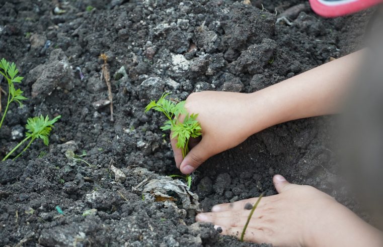 Estudiantes de la |IED Las Villas| fortalecen su |conciencia ambiental| con actividades del |PRAE|