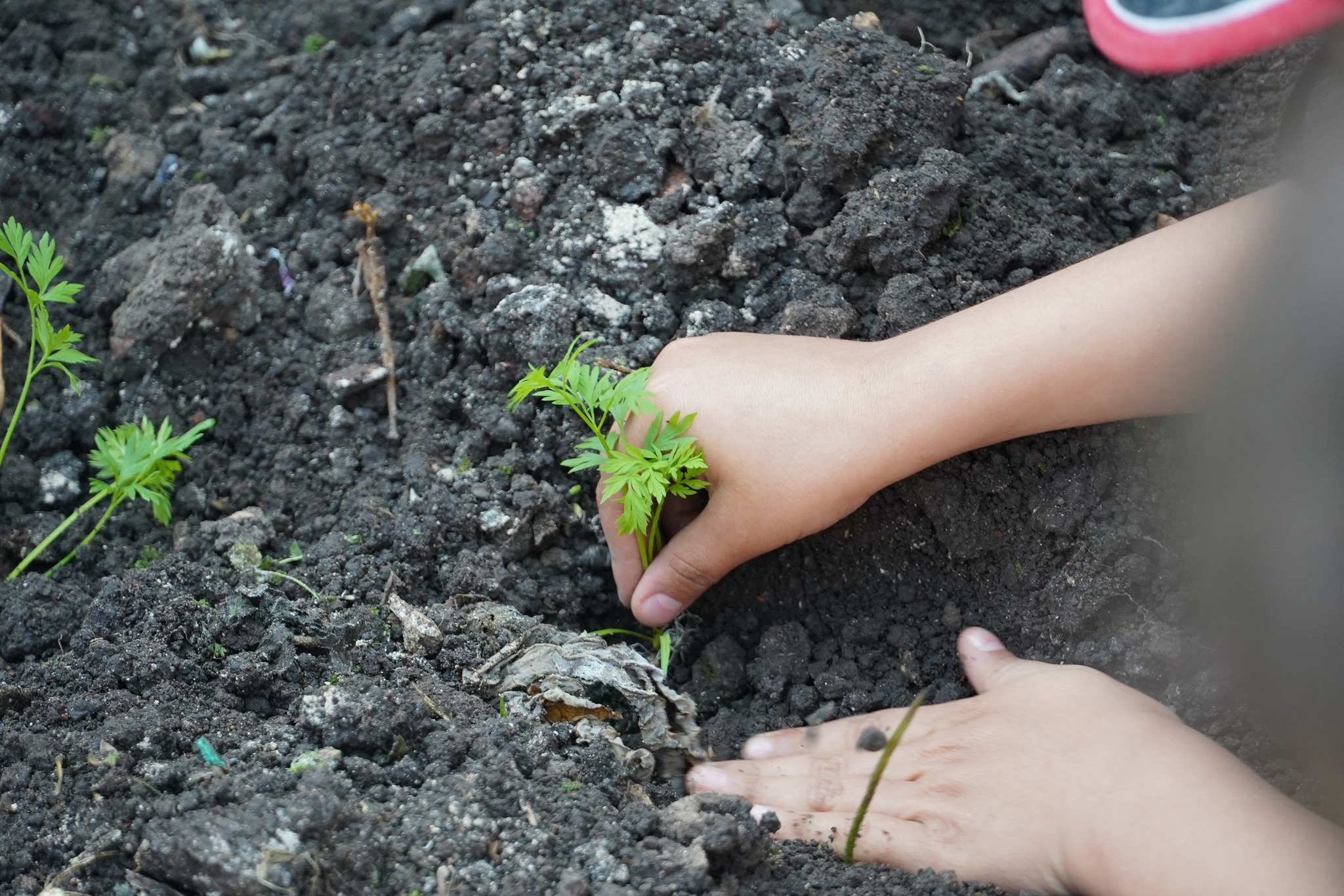 Estudiantes de la |IED Las Villas| fortalecen su |conciencia ambiental| con actividades del |PRAE|