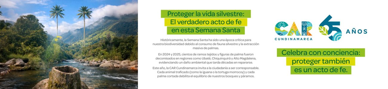 Plan de Medios - Portales Web_1300X300