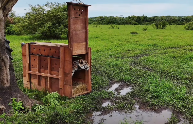|Jaguar| liberado por la |CAR| recorre más de 590 kilómetros en la |Orinoquía| + Video