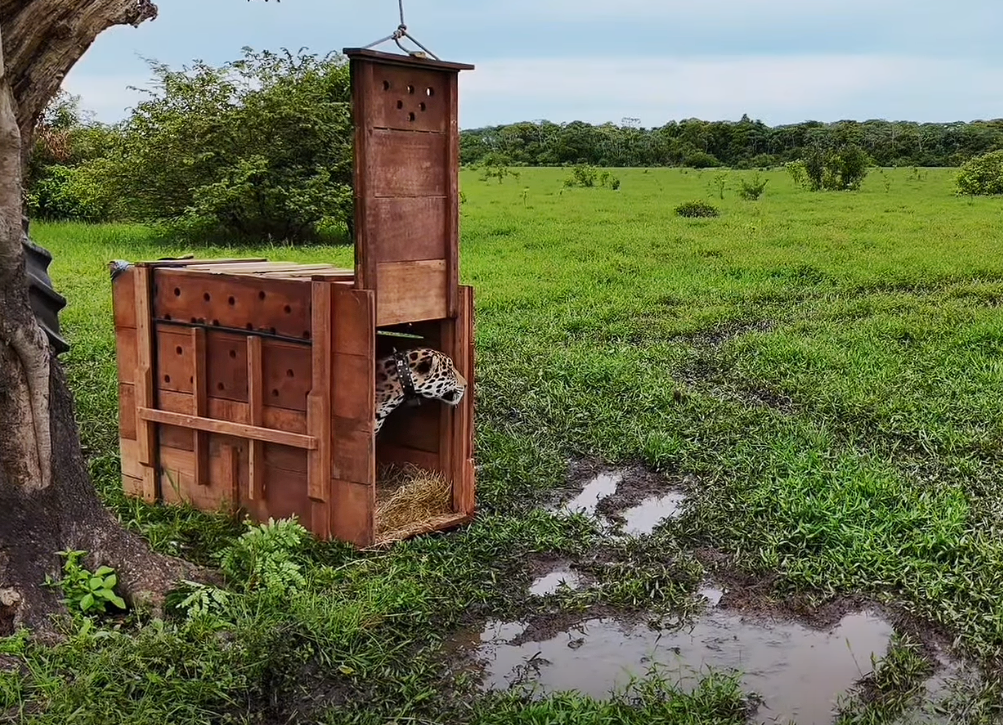 |Jaguar| liberado por la |CAR| recorre más de 590 kilómetros en la |Orinoquía| + Video