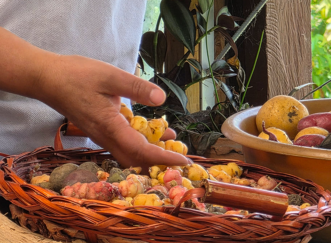 |Cogua| fortalece el |turismo gastronómico| con visita al |Museo Campesino| de Gachancipá