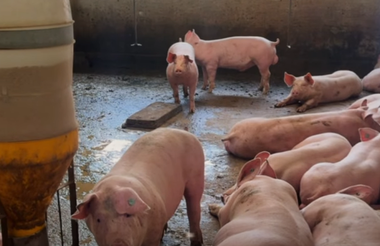 |Autoridades ambientales| explican qué es la porquinaza y la importancia de su |manejo responsable| + Video