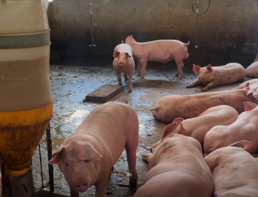 |Autoridades ambientales| explican qué es la porquinaza y la importancia de su |manejo responsable| + Video