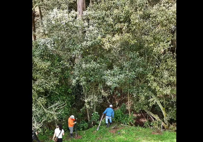 Jornada de siembra en la |vereda La Chapa| fortalece la protección de las |fuentes hídricas| en el municipio de |Cogua| + Video