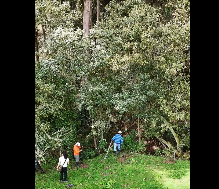 Jornada de siembra en la |vereda La Chapa| fortalece la protección de las |fuentes hídricas| en el municipio de |Cogua| + Video