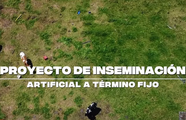 Proyecto de |inseminación artificial| fortalece la |productividad ganadera| en el municipio de |Chía| + Video