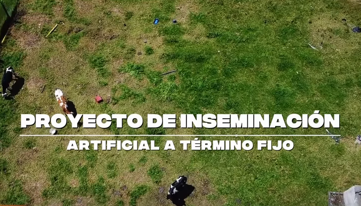 Proyecto de |inseminación artificial| fortalece la |productividad ganadera| en el municipio de |Chía| + Video