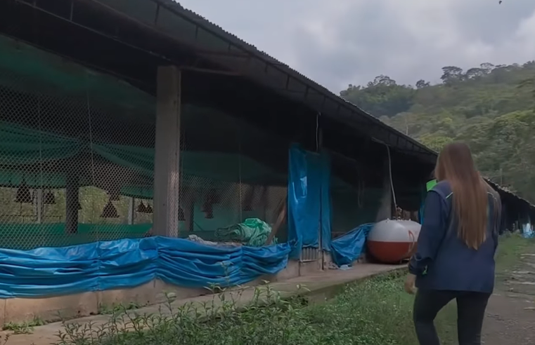 Autoridades frenan |operación avícola ilegal| en reserva forestal de |Guaduas| + Video