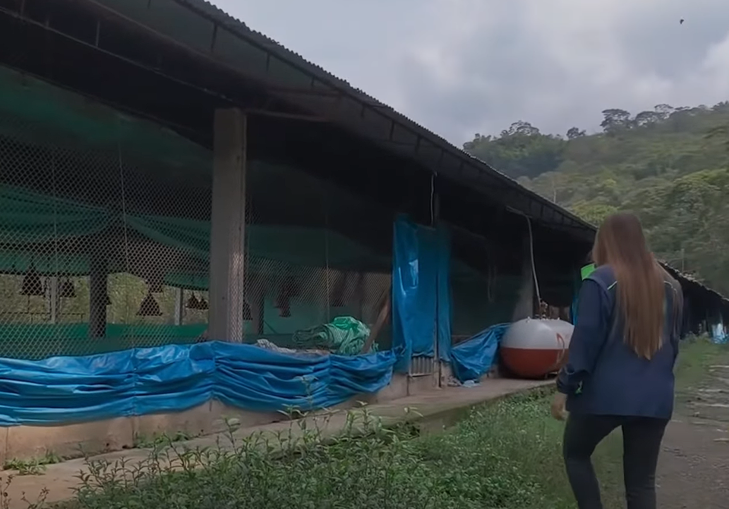 Autoridades frenan |operación avícola ilegal| en reserva forestal de |Guaduas| + Video