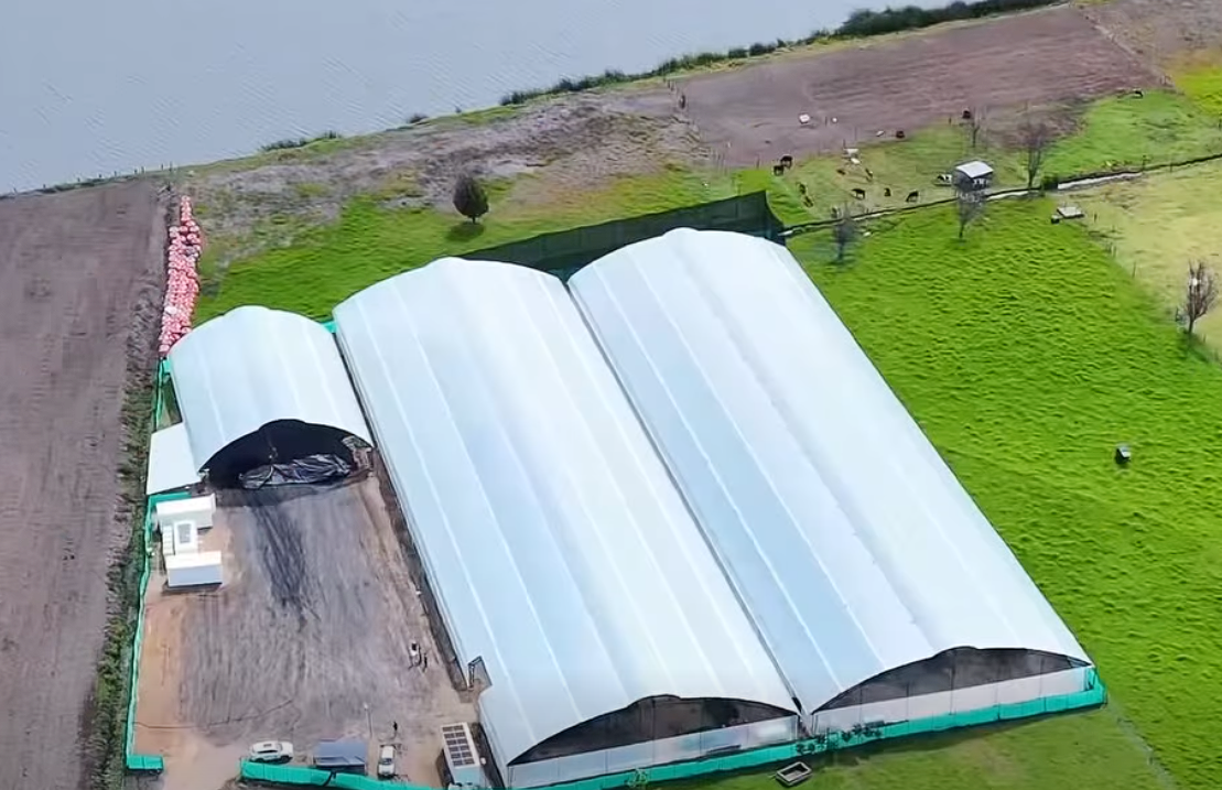 Del buchón al abono: iniciativa de |economía circular| fortalece el |campo| + Video