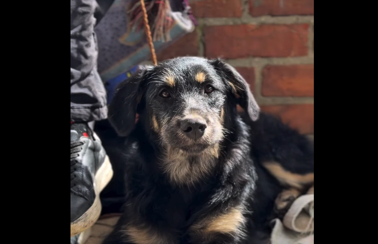 Autoridades recuerdan |sanciones| por no recoger los |residuos de las mascotas| en espacios públicos + Video