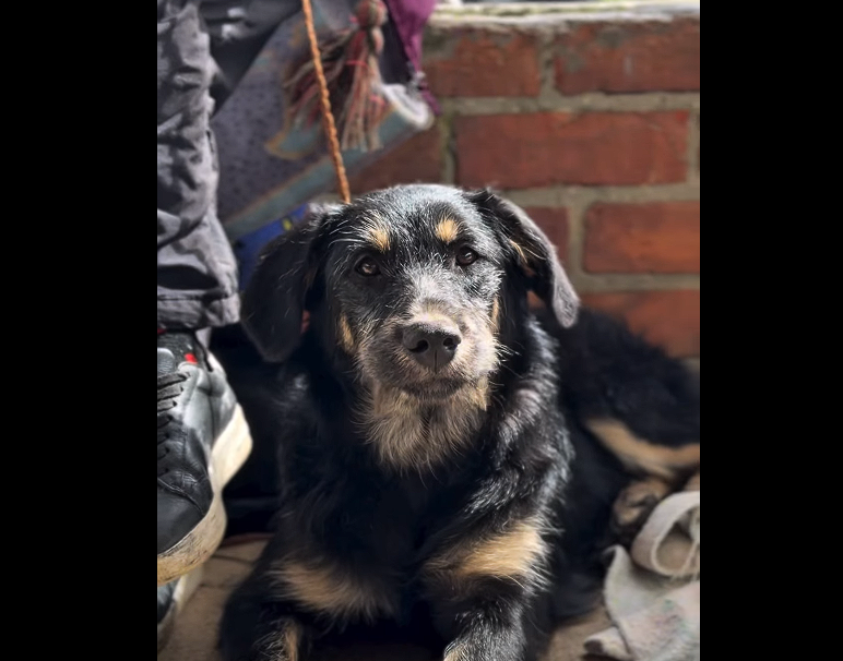 Autoridades recuerdan |sanciones| por no recoger los |residuos de las mascotas| en espacios públicos + Video