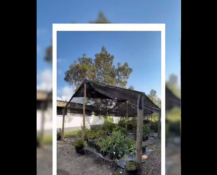 El vivero de |Cajicá|, un espacio para aprender y proteger la |naturaleza| + Video