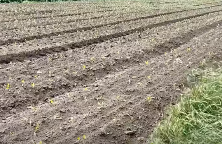 Autoridades frenan |cultivo ilegal| de papa en |zona protegida| de |Sesquilé| + Video