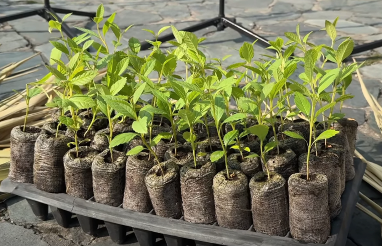 Activan operativos para proteger |fauna| y |flora| durante |Semana Santa| en territorio |CAR| + Video