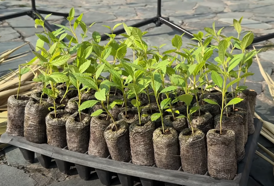 Activan operativos para proteger |fauna| y |flora| durante |Semana Santa| en territorio |CAR| + Video