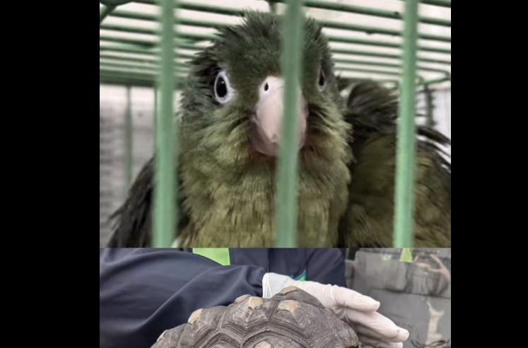 Autoridades refuerzan controles para prevenir el |tráfico ilegal| de |fauna silvestre| en |Semana Santa| + Video