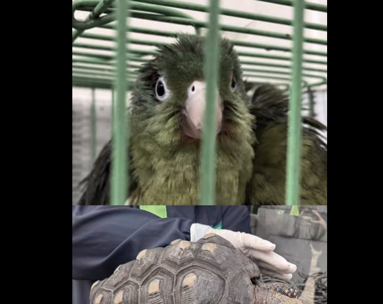 Autoridades refuerzan controles para prevenir el |tráfico ilegal| de |fauna silvestre| en |Semana Santa| + Video