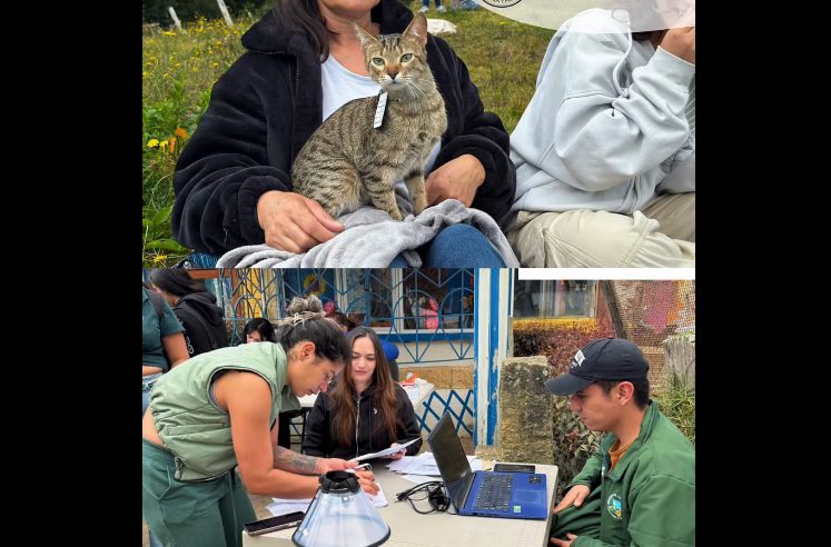 |Jornada de esterilización| beneficia a decenas de animales en |Alto Manantial| en |Tocancipá| + Video