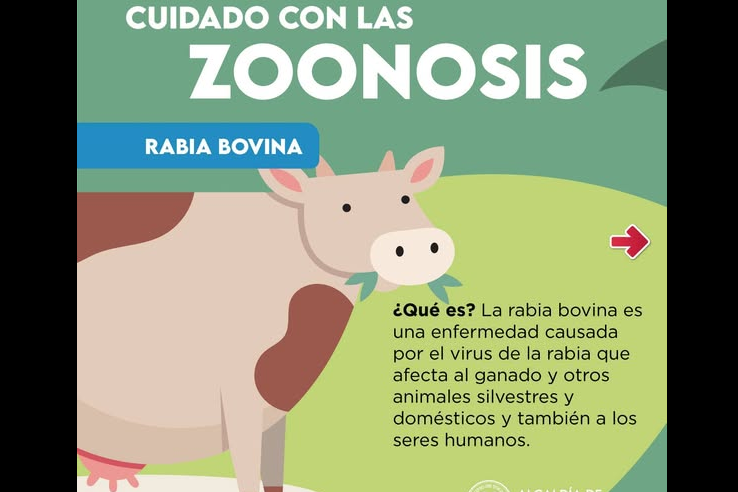 Autoridades alertan sobre la |rabia bovina| y refuerzan |medidas de prevención|