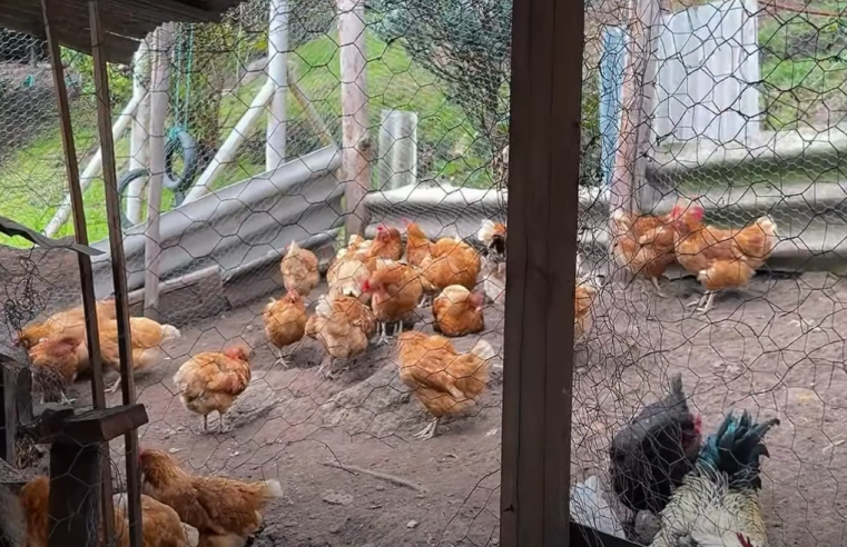 Proyectos productivos fortalecen la |economía| de pequeños |productores rurales| + Video