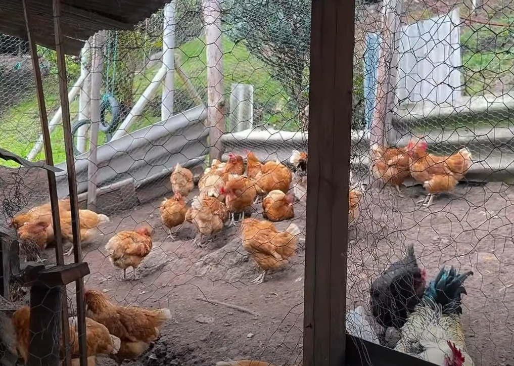 Proyectos productivos fortalecen la |economía| de pequeños |productores rurales| + Video