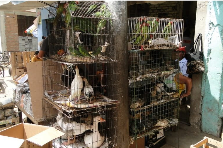 Llamado a la reflexión sobre el |tráfico de fauna| y sus |graves consecuencias| + Video