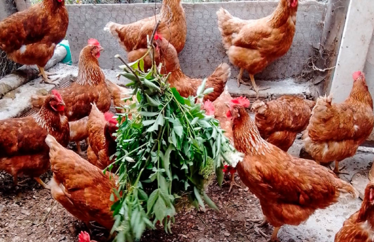 |Chía| abre convocatoria para proyecto de |gallinas ponedoras| 2026 dirigido a familias rurales